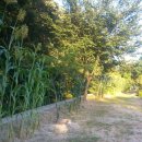 사철영양탕 이미지