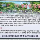 황칠 돼지한마리 이미지