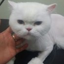 그루머연 네이버블로그