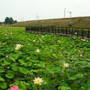 번암리 조천연꽃공원1 이미지
