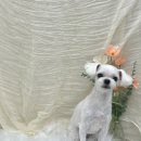 도루몽실 이미지