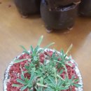 화조화분