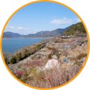 낙동강변로4-70 | 2026 원동매화축제 양산 순매원 개화상황 데이트코스 3월 경남 여행 가볼만한곳