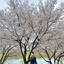 아양루공원(통천사 주차장) | 대구 벚꽃 개화 실시간 및 벚꽃 명소 3군데 추천!