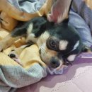 이앤박동물병원 | 치와와 8개월 호흡마취로 유치 발치 기록