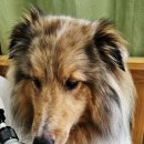 오메가 쓰리 스포츠 | 핀란드에서 온 강아지 영양제 뉴트롤린 오메가3 스포츠 체험단 후기 😍