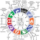 Re:Tumor Metabolism, the Ketogenic Diet and β-Hydroxybutyrate: Novel Approaches to Adjuvant Brain Tumor Therapy 이미지