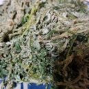 3월 봄나물 봄김치 이미지