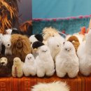 알파카프라자 이미지