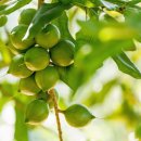 오일랜드 이미지