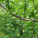 예심농장 이미지