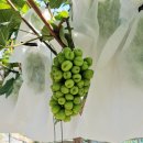 김양수농장 이미지