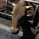 음메소농장 이미지