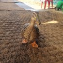 꼬꼬와아이들 이미지