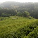 대한다원 이미지