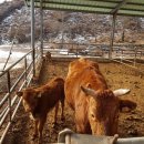 횡성한우 이미지