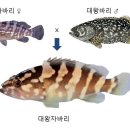 조부장바다낚시터 이미지