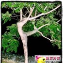 또또