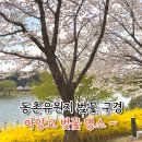 [공지] 동촌유원지 벚꽃 구경 방문, 바파바로베이커리 카페 후기