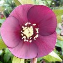 플라워아트 작품 제작 이미지