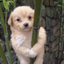 못된 강아지 이미지