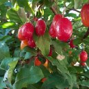 시골청과 이미지