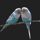 남원무도장 이미지