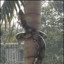 대형 뱀이 나무를 타는 방법 이미지