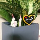 슈가&앙꼬