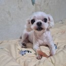 영희와바둑이 애견미용샵 이미지