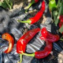 병순농장 이미지