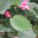 곡성-009 이미지