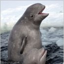 야생 흰돌고래와 인간의 교감 이미지