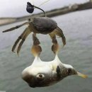 일석이조 이미지