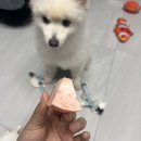 설인펜션 | 강화도 애견펜션 가족여행 | 단독 바베큐와 수영장