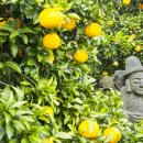 감귤향기힐링파크 이미지