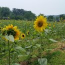 기흥호수공원(생태) 이미지
