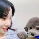 젤리브