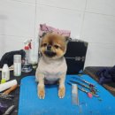 팻키우소 이미지