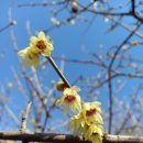 대연수목전시원 이미지