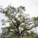 느티나무 이미지