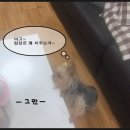 앵두PC 이미지