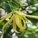 일랑일랑 이미지