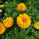 메리골드 이미지