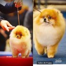 살롱드퍼피 이미지