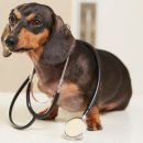 온유동물병원 이미지