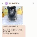 댕댕아 이리온 이미지