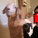 양지농장1 이미지