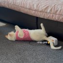 보은군보건소 | 다이소 김장조끼 사이즈 정리 고양이,강아지 품절템 솔직 후기 (+왓츠인블로그 일상)