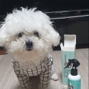 다원펫